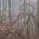 Norfolk County #4 Serviceberry Kp