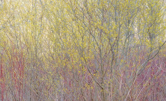 Norfolk County Spicebush Kp