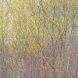 Norfolk County Spicebush Kp