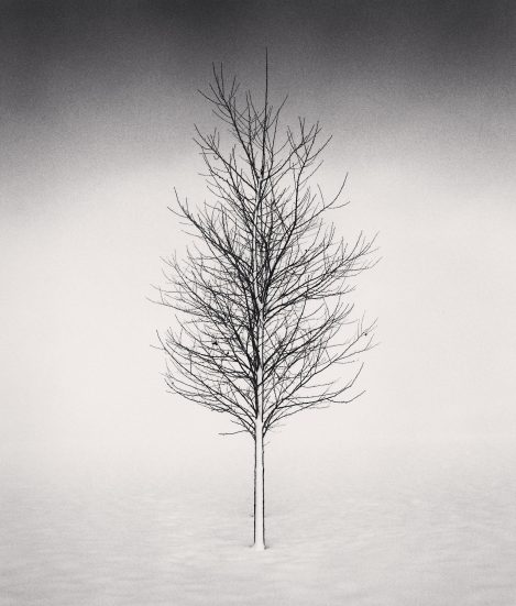 Tree Portrait, Study 1, Wokato, Hokkaido, Japan. 2002 Michael Kenna