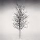 Tree Portrait, Study 1, Wokato, Hokkaido, Japan. 2002 Michael Kenna