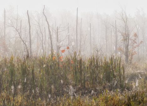 Wetland Dawn In Autumn Larry Monczka