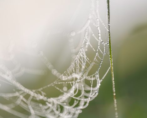 Web And Reed Rlg3746 Copy 3