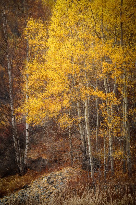 Adriana Benetti Longhini Aosta Aspens