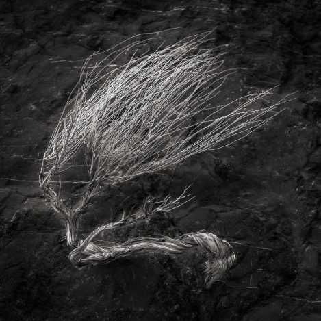 Banshee