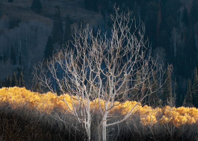 Charlie Judson Aspens Jarbidge Mtns Nevada Usa