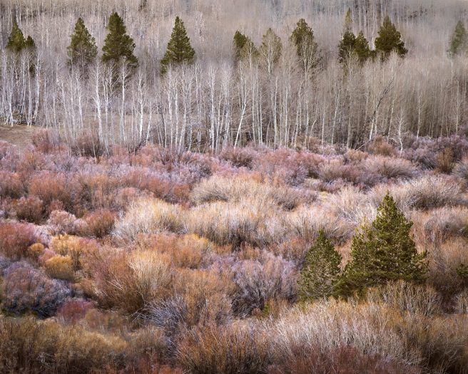 Charlie Judson Aspens In Winter Mono Basin Calif Usa