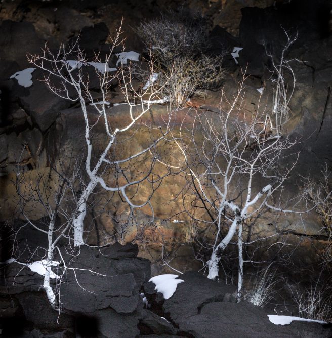 Charlie Judson Stunted Winter Aspens On Lava Flow Northern Arizona Usa