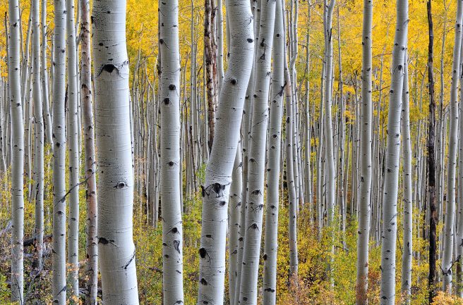 Chris Palmer Aspen Grove
