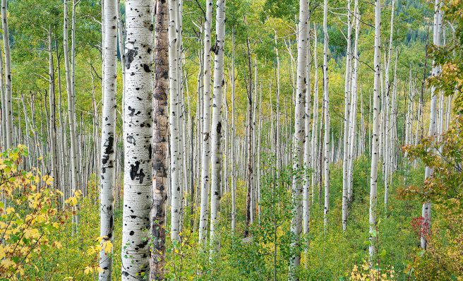Chris Palmer Aspen Rhythmn