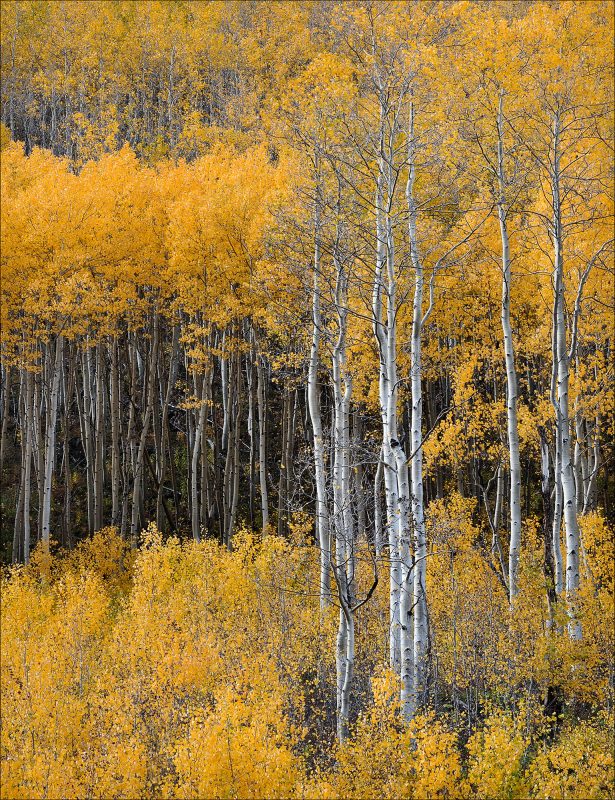 Chris Palmer Aspen Saplings