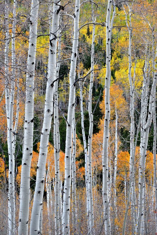 Chris Palmer Aspen Tapestry