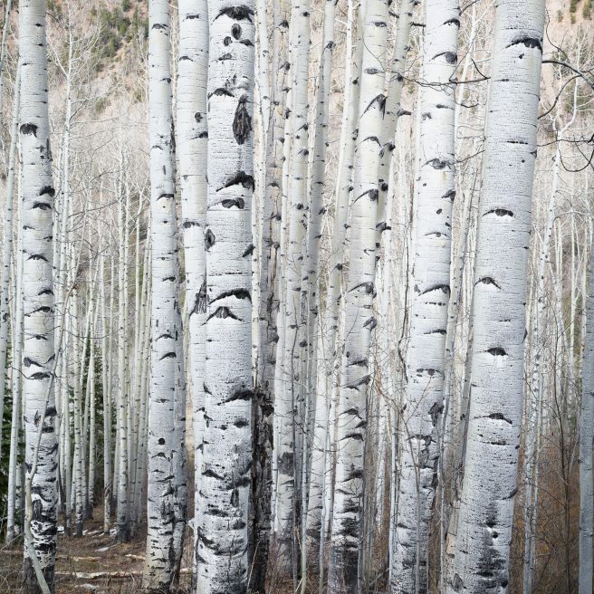David Muiry Aspen Trunks,aspen,colorado