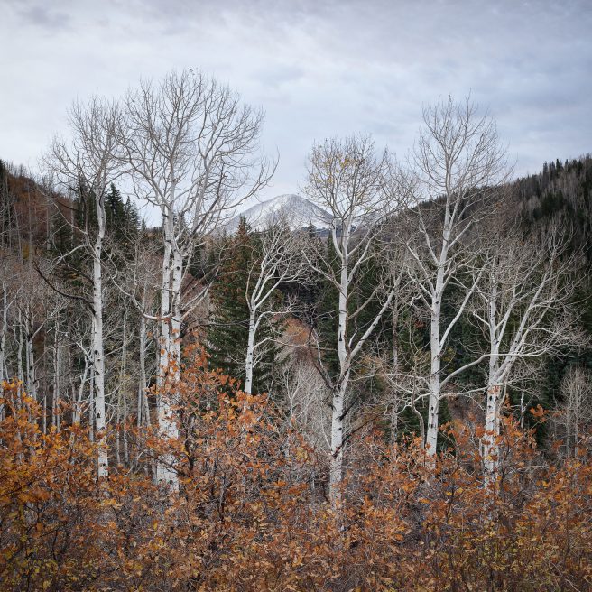 David Muiry Aspens, Oak And Peak, La Sal Mountains, Utah