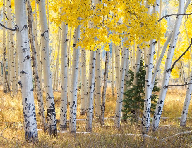 David Muiry Backlit Aspen,ridgway,colorado