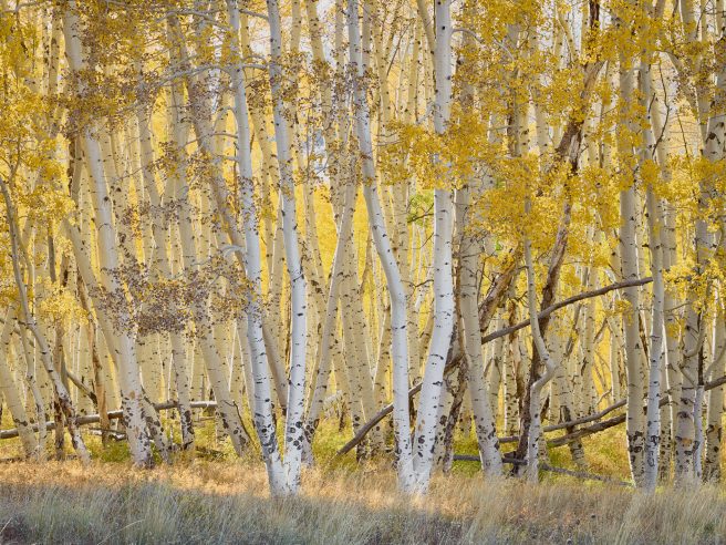 David Muiry Bird's Nest,ridgway,colorado