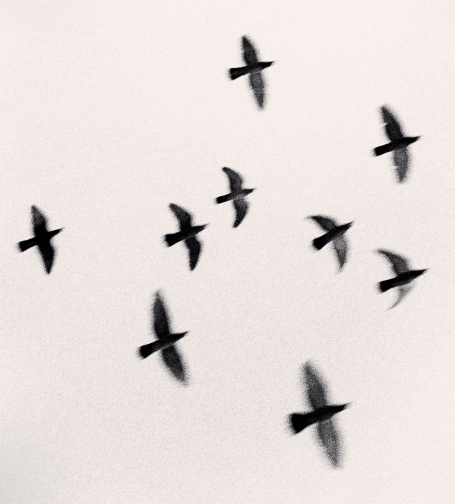 Nine Birds, Taisha Shrine, Honshu, Japan. 2001