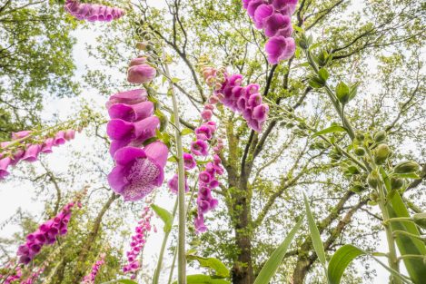 Flowerscapes 001