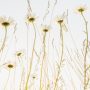Flowerscapes 011