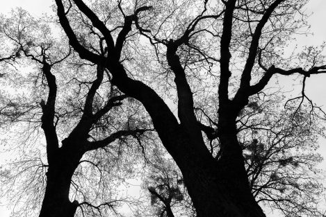 Fractal Canopy Yosemite, 2024