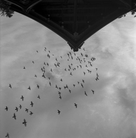 Nine Birds Neg