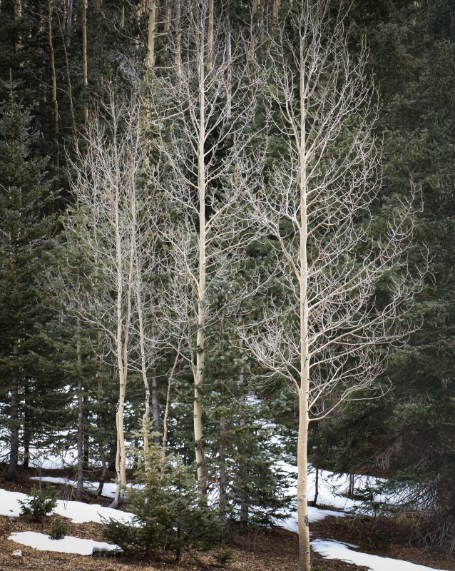 Along The Rio Hondo, Sangre De Cristo Mountains, New Mexico