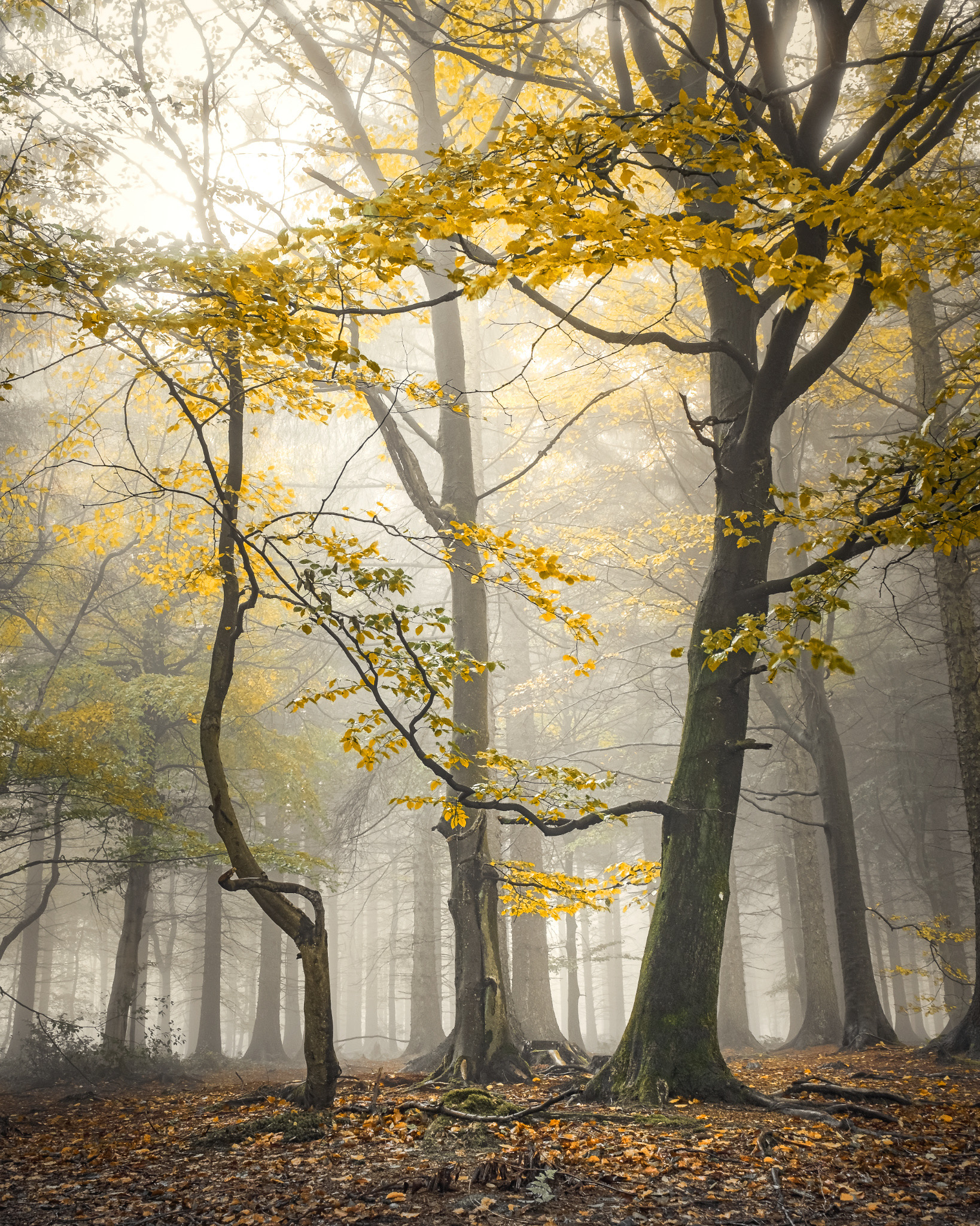 Autumn Beeches 70 Acre