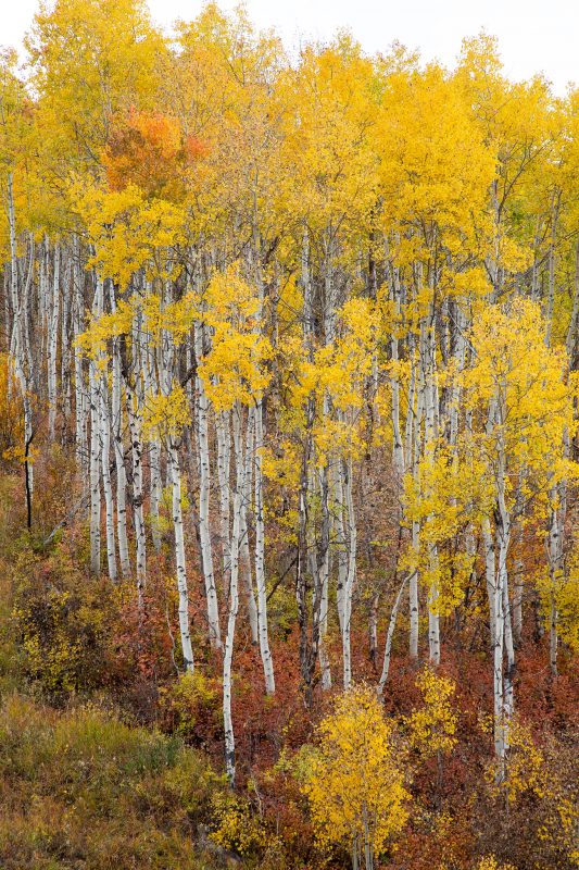 Standing Tall, Park City, Utah, Usa