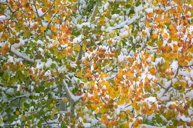 Touched By Snow., Telluride, Colorado Usa