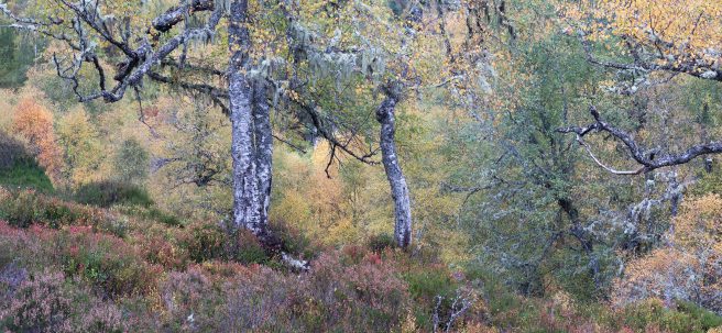 Kennymuir Autumn Copy