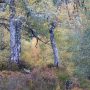 Kennymuir Autumn Copy