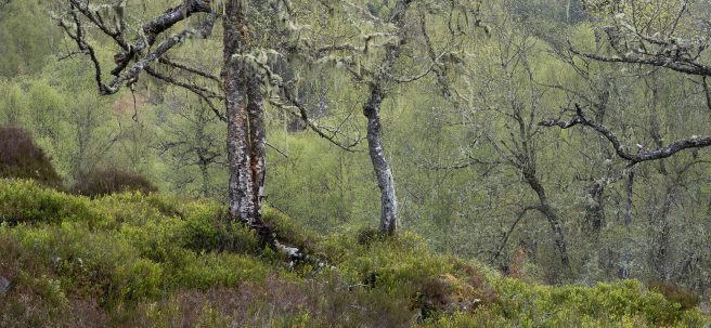 Kennymuir Spring