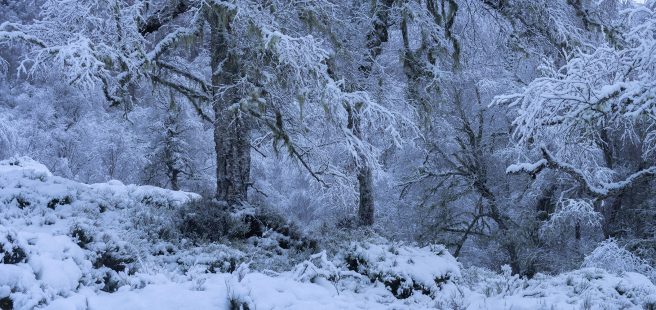 Kennymuir Winter (1)