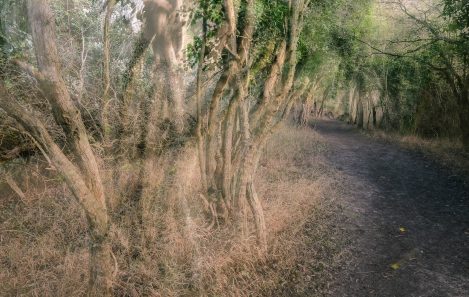 Nigelcooke Inspiration And Illusion 1