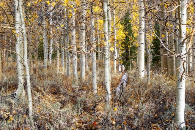 Aspen Grove, Eastern Sierras California