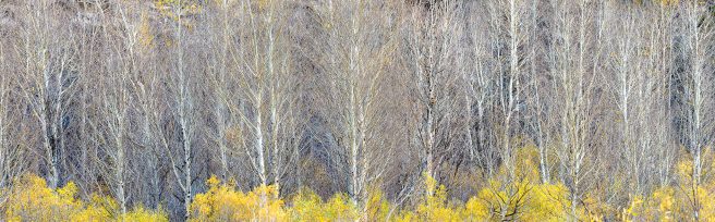 Aspen Panorama Eastern Sierras Dxo Redo