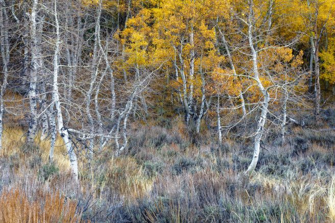 Dancing Aspens Dxo Redo Luminosity 2025 Version