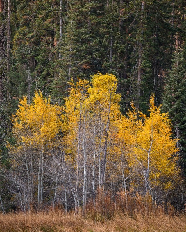 Aspen Clonal Group