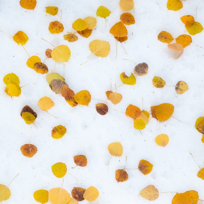 Aspen Leaves On Snow