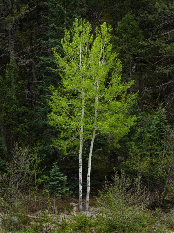 Roosevelt National Forest, Colorado, Usa