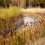 Watershed 1