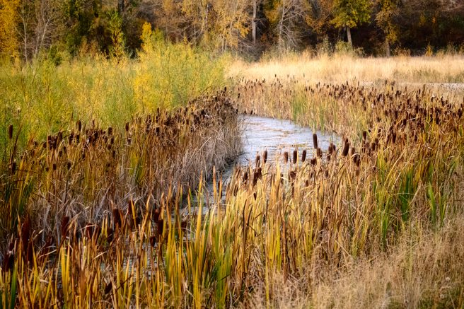 Watershed 1