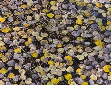 1 Onlandscape Aspen Leaves And Grasses