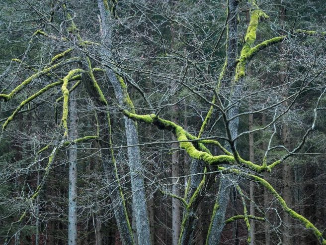 1080768 P Kopie 1000