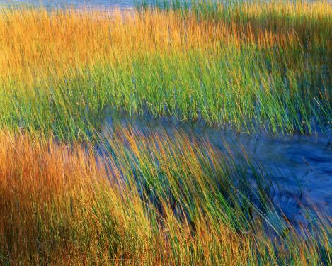 Reeds, Wind And Water Ii