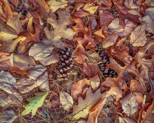7 Leafed & Pine Entanglements