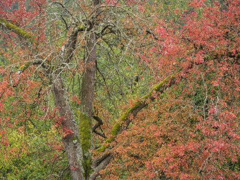 P1070742 P Kopie 1000