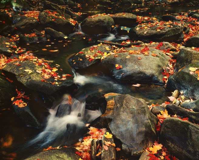 Stream With Rocks And Leaves