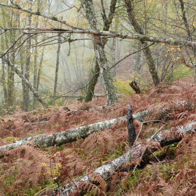 Onl 4x4 20231024 031 Fs2 Hf A11 F2