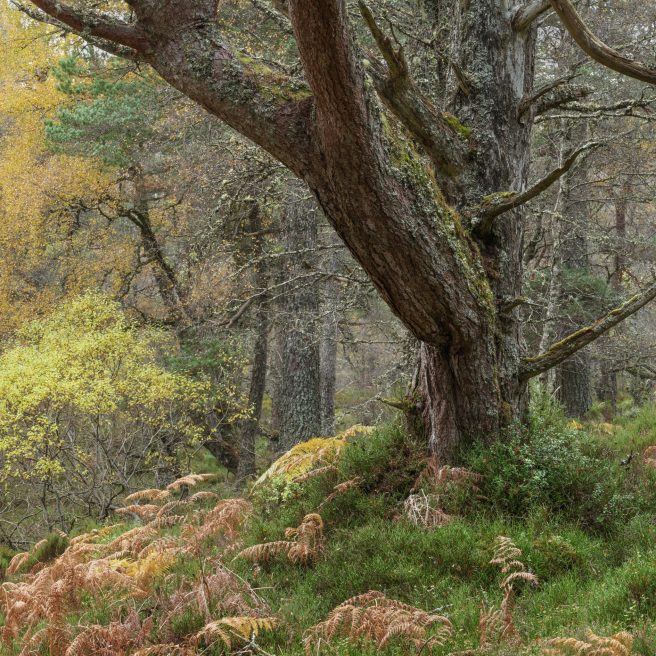 Onl 4x4 20241025 067 F1